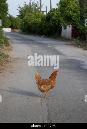 Explore chicken road game Explore chicken road game