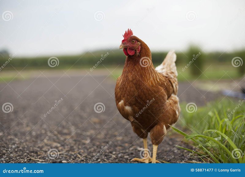 Best chicken road oficial in Spain