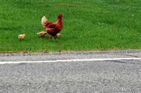 Chicken road in Spain Chicken road in Spain